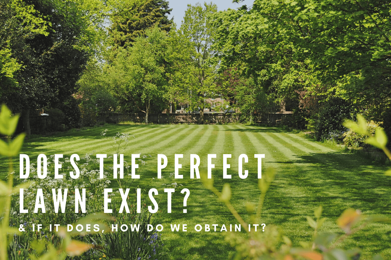 Does the perfect lawn exist? and if it does, how do we obtain it.
