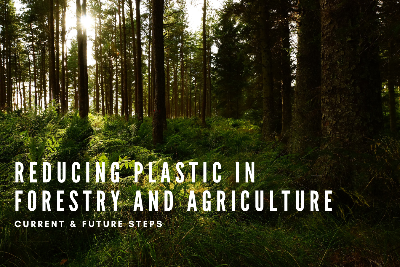 Reducing plastic in Forestry and Agriculture: current and future steps