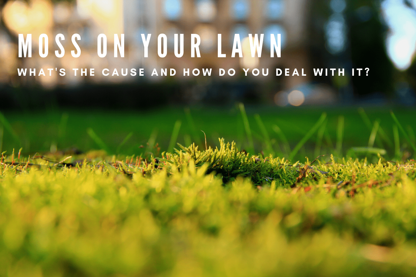 Moss on your lawn: What’s the cause and how do you deal with it?