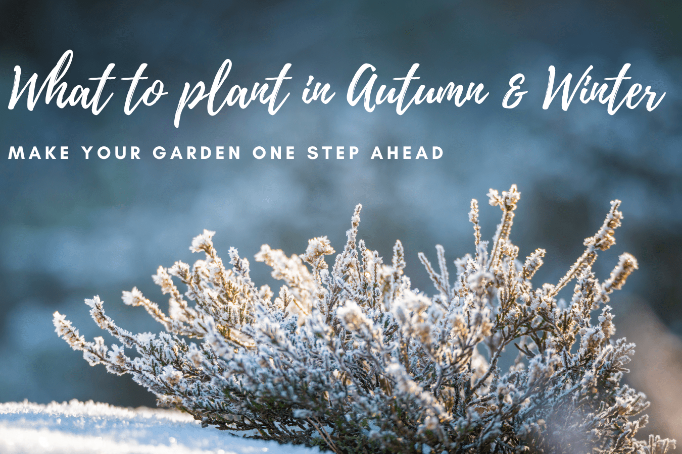 What to plant in Autumn & Winter: Make your garden one step ahead.