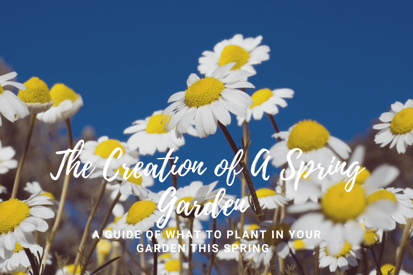 The Creation Of A Spring Garden: A guide of what to plant in your garden this Spring