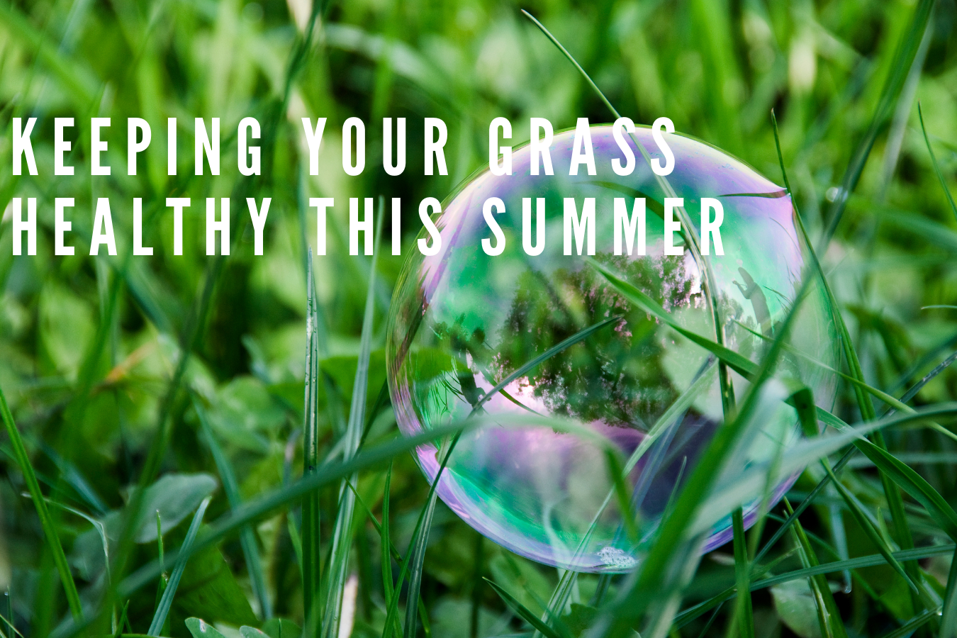 Keeping your grass healthy this Summer